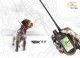 Collare GPS Tek 2.0 Sportdog